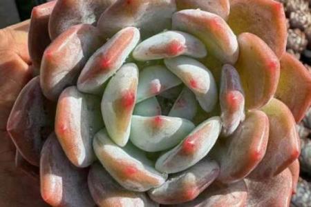 星座多肉中最好看的品种