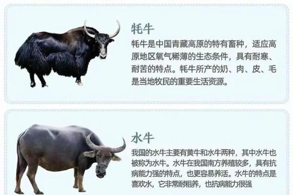 十二星座适合养的牛