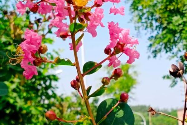 紫薇花象征着好运吗,紫薇花吉利吗