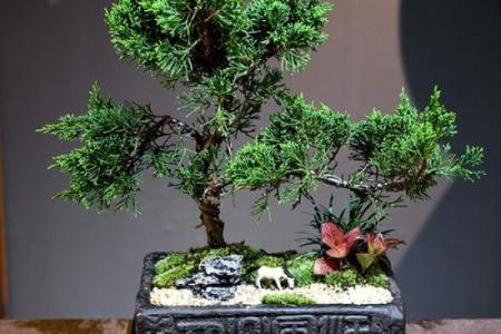 公司风水_办公室摆放迎客松盆景什么位置更佳