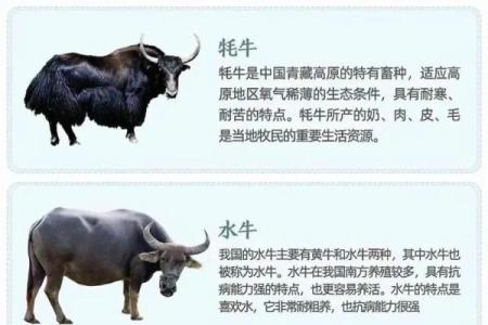 十二星座适合养的牛