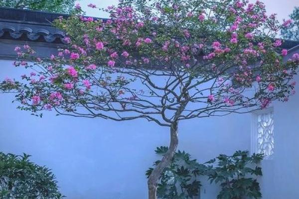 庭院风水树有哪些 庭院种什么树风水好