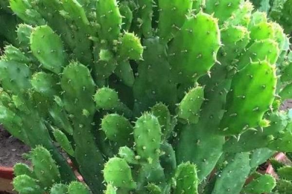 千手观音植物风水