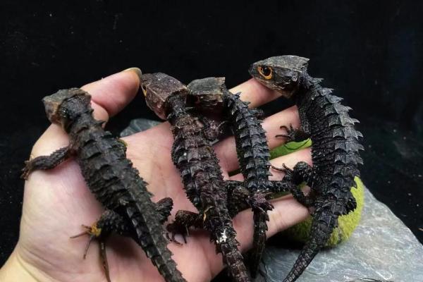 适合十二星座的蜥蜴