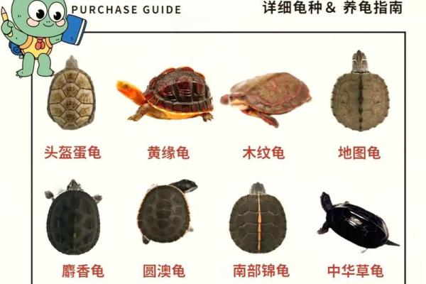 办公室养龟有什么风水说法讲究