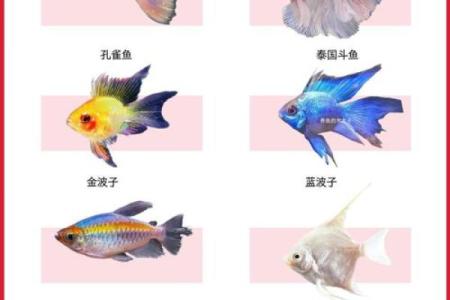 家庭养风水鱼适合哪几种？
