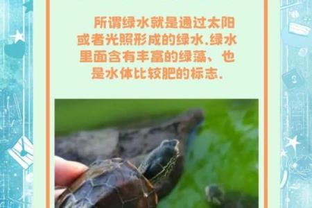 办公室养龟有什么风水说法讲究