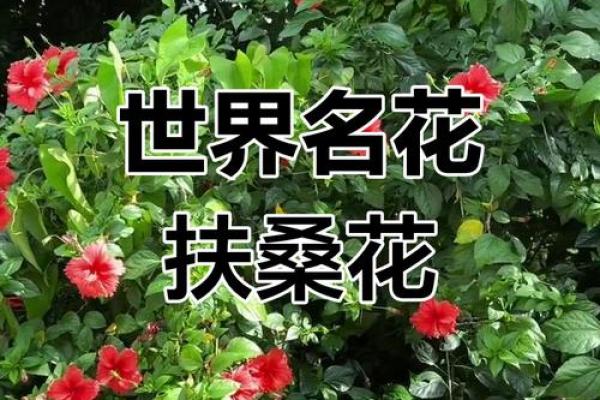 扶桑花与风水 扶桑花与风水有关吗 扶桑花与风水 扶桑花与风水有关吗