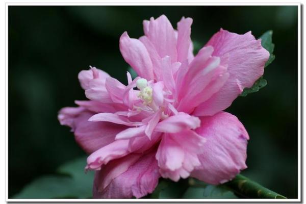 扶桑花与风水 扶桑花与风水有关吗 扶桑花与风水 扶桑花与风水有关吗