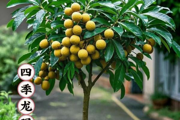 家里种龙眼树影响风水 家里种龙眼树影响风水嘛 家里种龙眼树影响风水 家里种龙眼树影响风水嘛