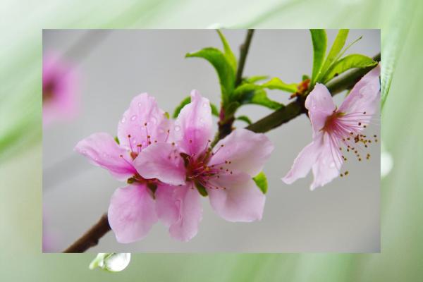 【测试】春天到了,你的桃花会开吗? 【测试】春天到了,你的桃花会开吗?