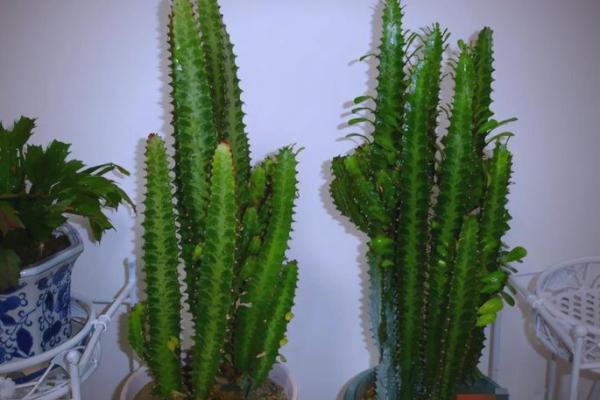 四大镇宅之树 镇宅植物风水 四大镇宅之树 镇宅植物风水