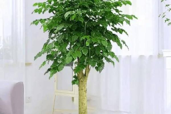 四大镇宅之树 镇宅植物风水 四大镇宅之树 镇宅植物风水