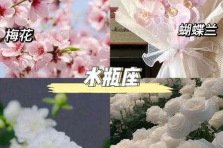 星座花语大全：每个星座的专属花语解读