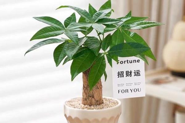 风水学用什么植物打扫房子 风水学用什么植物打扫房子