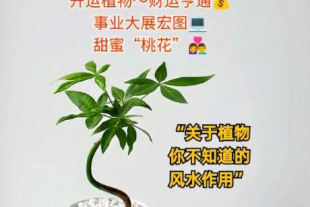 风水开运 土命男人如何旺财