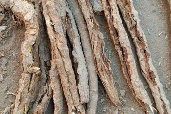 算命骨头皮 算命骨头皮