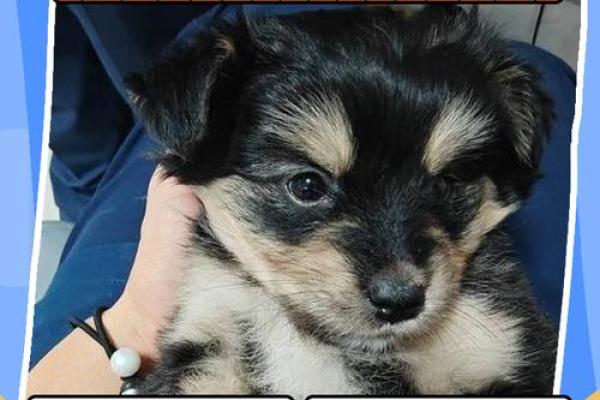 下午出生的属狗男孩取什么名,宜用什么字姓名 下午出生的属狗男孩取什么名,宜用什么字姓名