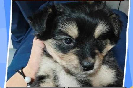 下午出生的属狗男孩取什么名，宜用什么字姓名