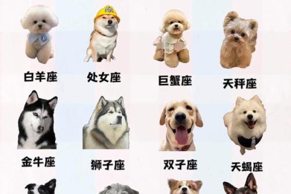 十二星座都适合什么功夫 十二星座都适合什么功夫