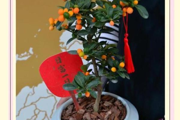 家里种金桔不吉利吗风水观点