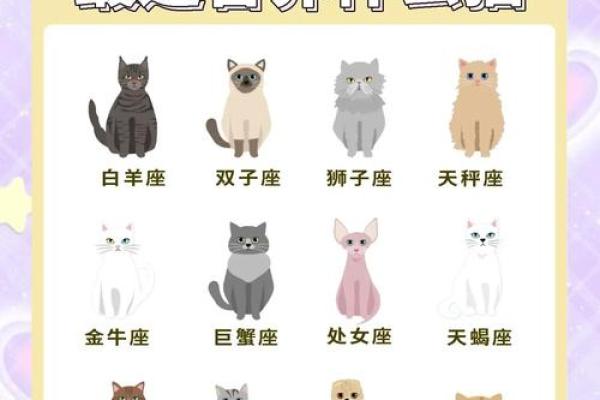 布偶猫适合什么星座养 布偶猫适合什么星座养