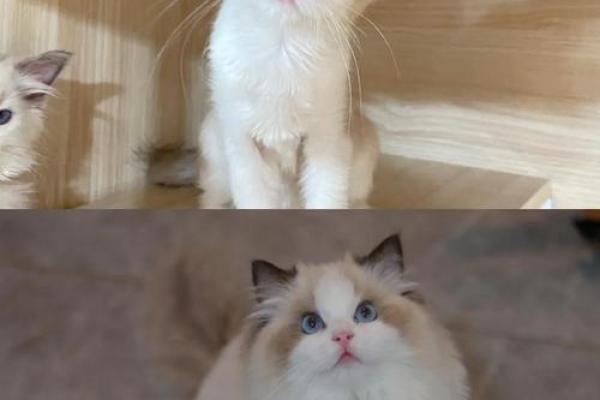 布偶猫适合什么星座养 布偶猫适合什么星座养