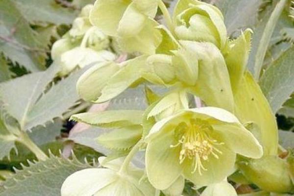 3月5日生日花语:绿菟葵,3月5日是什么星座? 3月5日生日花语:绿菟葵,3月5日是什么星座?