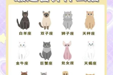 布偶猫适合什么星座养