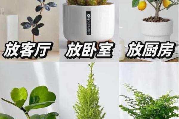简单的风水改运,绿植摆放指南 简单的风水改运,绿植摆放指南