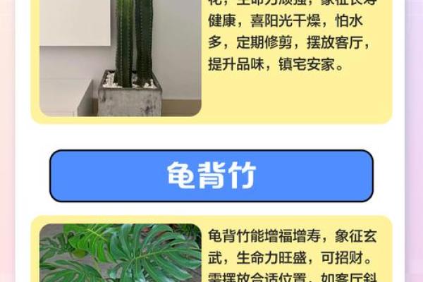 简单的风水改运,绿植摆放指南 简单的风水改运,绿植摆放指南