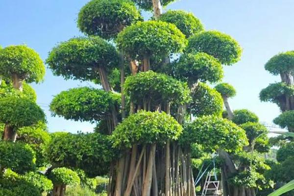 农村风水树有哪些禁忌及注意事项 农村风水树有哪些禁忌及注意事项