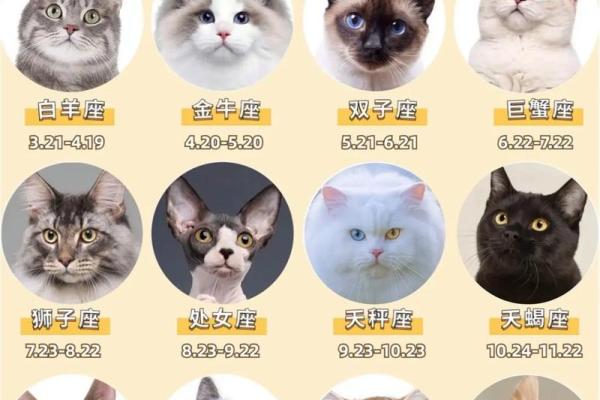 12星座比较适合养哪种动物 12星座比较适合养哪种动物