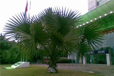 农村风水树有哪些禁忌及注意事项