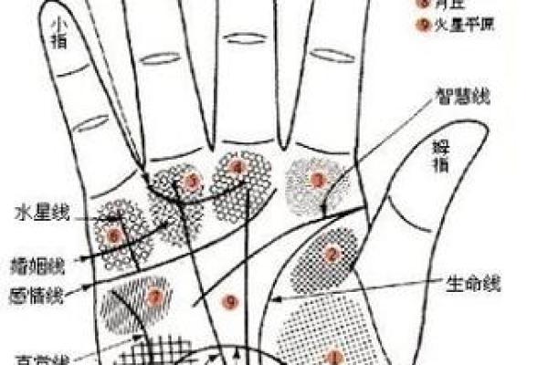 财运线是哪一条?财运线算命图解 财运线是哪一条?财运线算命图解