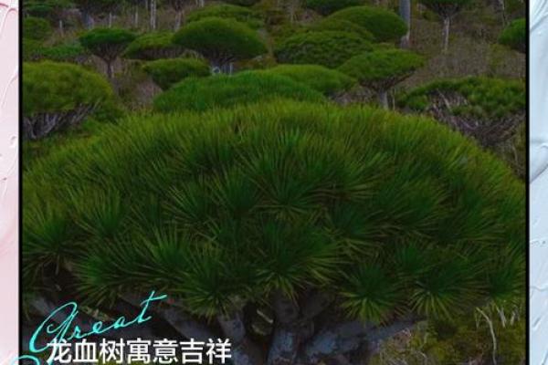 龙血树的寓意与风水作用 龙血树的寓意与风水作用