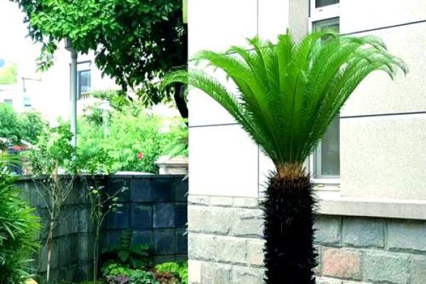 园林风水_家居养花有哪些禁忌