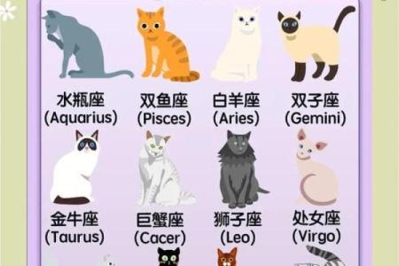 十二星座的猫咪它们有着怎样不同的性格和行为特点