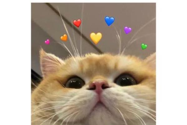 狮子座男偏爱什么星座女生 与狮子男交往的大忌