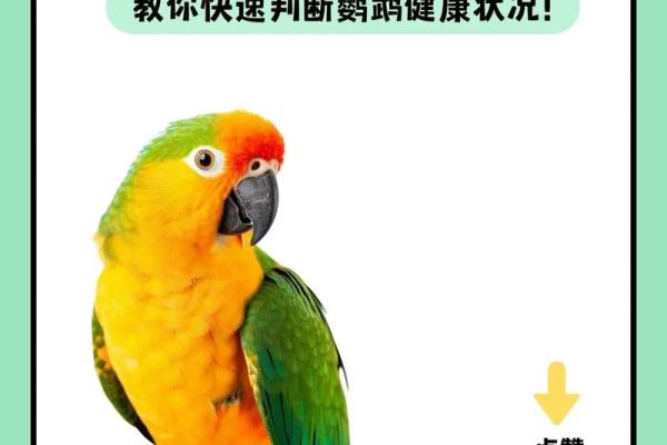 鸟拉屎在身上算命