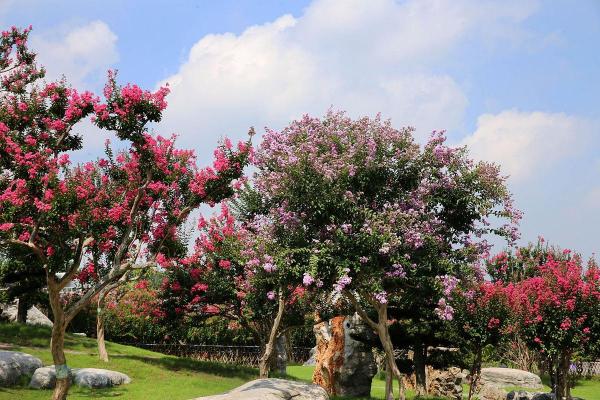 千千万万的紫薇星