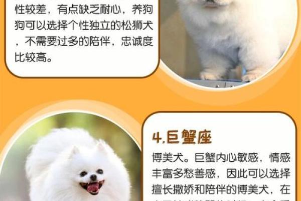 什么星座最适合泰迪狗