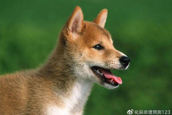 右眼睛下面长白毛算命 右眼睛下面长白毛算命