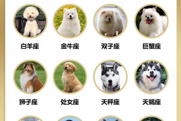 12星座适合养哪种宠物狗 12星座适合养哪种宠物狗