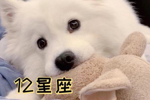 12星座适合养哪种宠物狗 12星座适合养哪种宠物狗