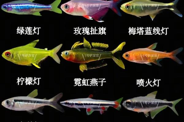 十二星座适合养什么颜色的鱼种 十二星座适合养什么颜色的鱼种