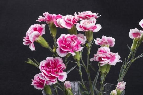 心理测试：你最想把哪束花摆在客厅里，测出你一生的命运如何