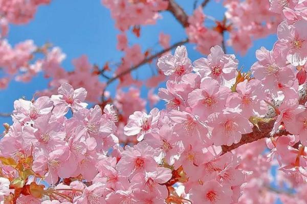 八字中有哪些的桃花魅力最大呢 八字中有哪些的桃花魅力最大呢