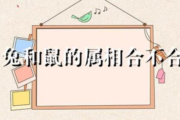 鼠和兔八字合不合 鼠兔八字相合吗