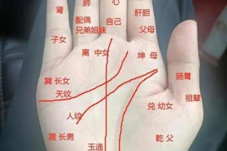 女性左手掌纹手相算命准吗